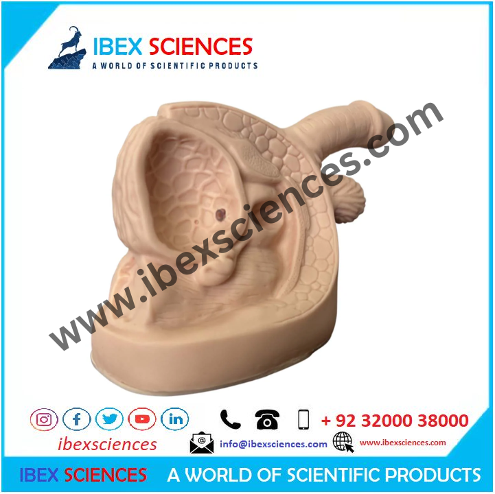 Male Urethral Catheterization Simulator, Urinary Catheter Anatomy Model ...